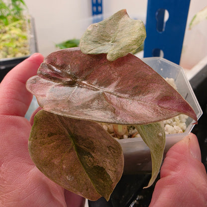 Pink Alocasia Bundle - SEE DESCRIPTION!