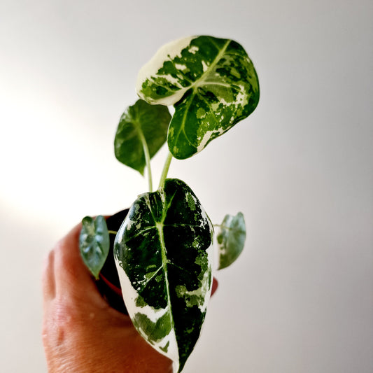 Alocasia Variegated Frydek Houseplant 7cm pot (5)