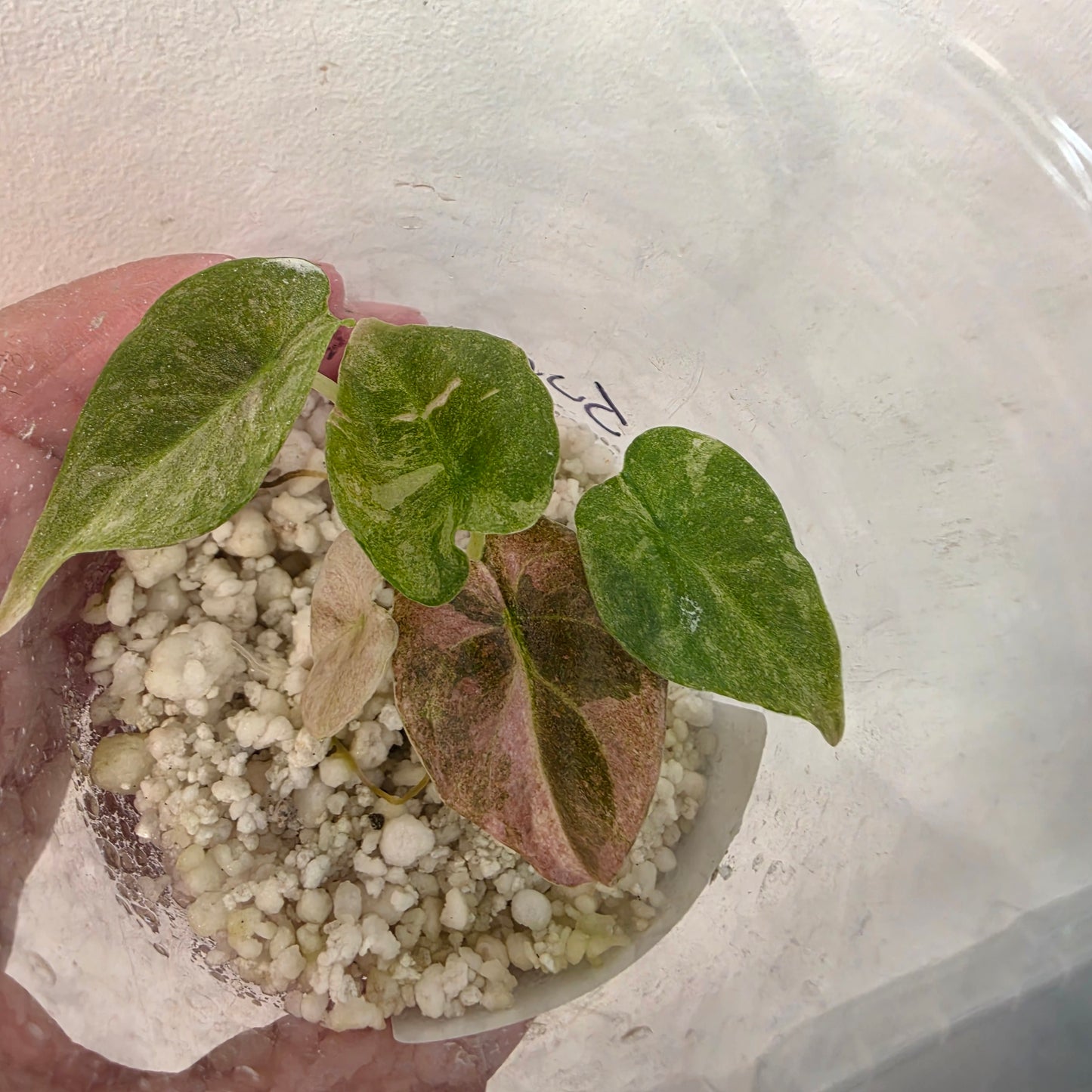 Alocasia Cuprea Pink Spot – Exact Plant No. 6 - See Description