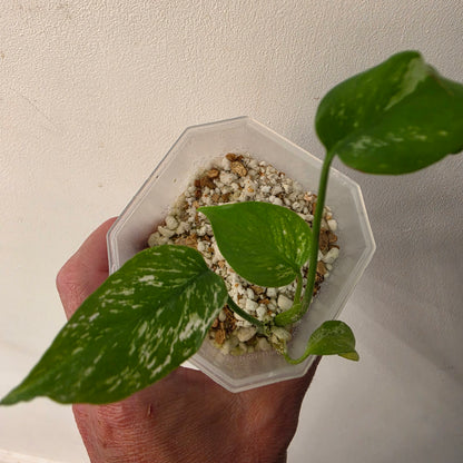 Monstera Devil – Acclimatised TC - Exact Plant (8) See Description