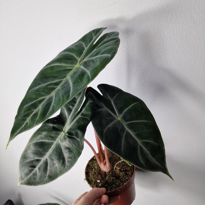 Alocasia Pink Dragon – 12cm Pot