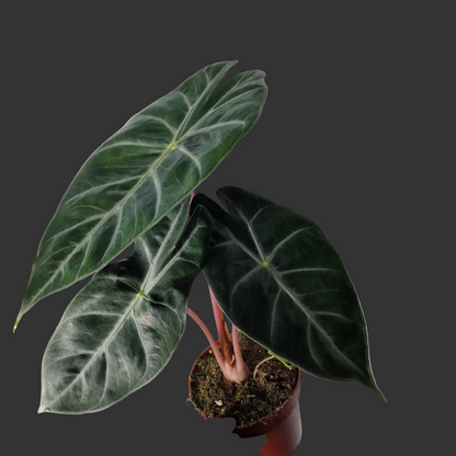 Alocasia Pink Dragon – 12cm Pot