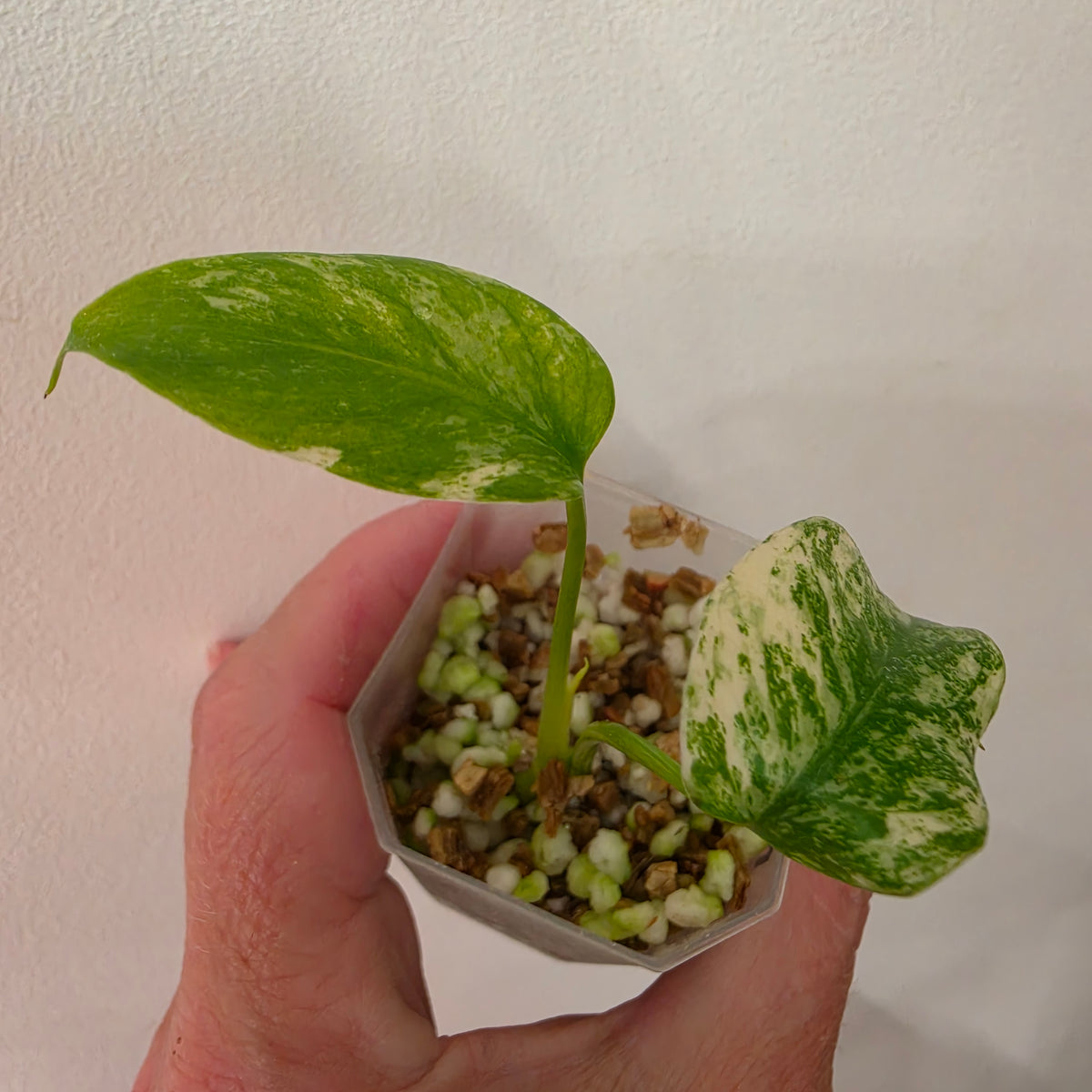 Monstera White Monster Variegated – Exact Plant #2