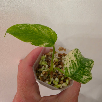 Monstera White Monster Variegated – Exact Plant #2