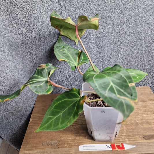 Anthurium Eureka Ecuagenera Import (a) worth £40 – Rehab Plant