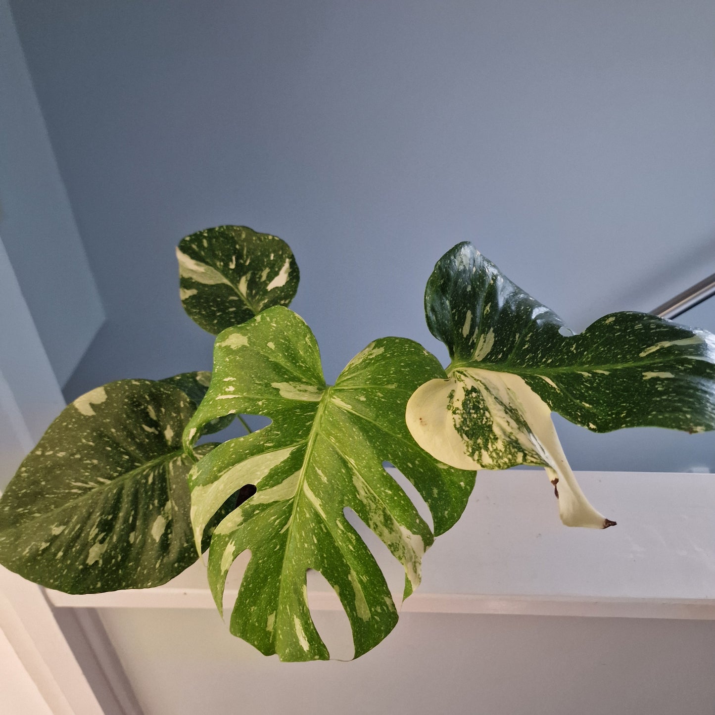 Monstera Thai Constellation Houseplant 12cm pot (4)