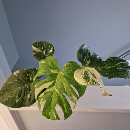 Monstera Thai Constellation Houseplant 12cm pot (4)