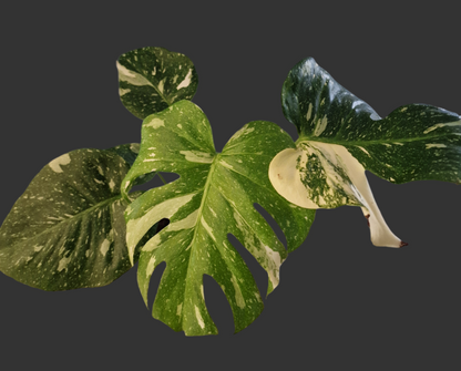 Monstera Thai Constellation Houseplant 12cm pot (4)