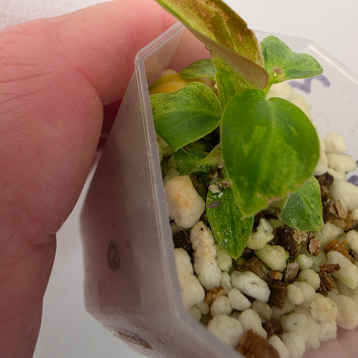 Philodendron Verrucosum Mint Variegata – Exact Plant #3