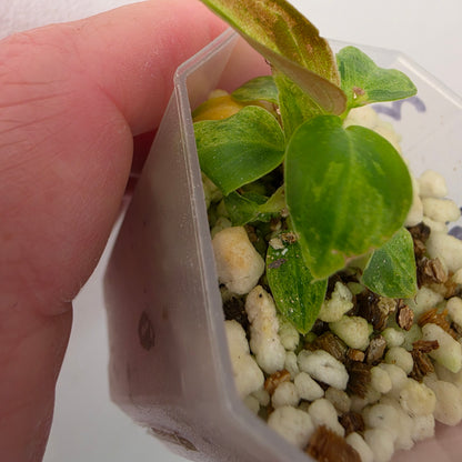 Philodendron Verrucosum Mint Variegata – Exact Plant #3
