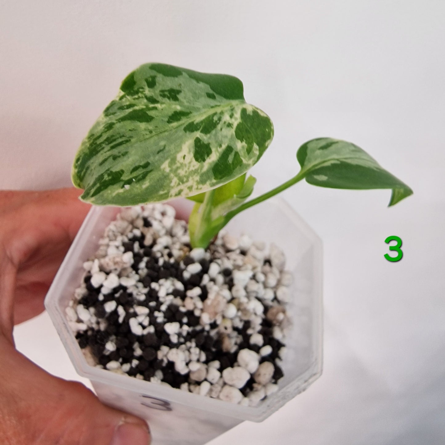 Monstera Bulbasaur 7cm pot – Choose Your Own
