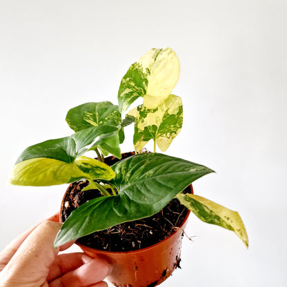 Syngonium Aurea multiple Houseplants in each 14cm pot (3)