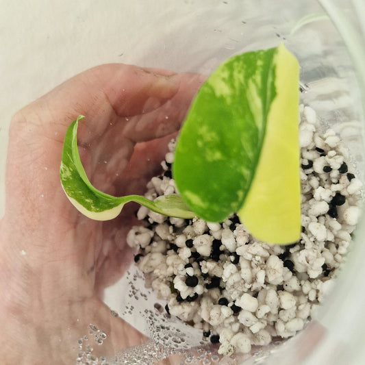 PRE-ORDER – Monstera Lemon Lime ‘Pom Pom’ - Young Exact TC Plant (#2)