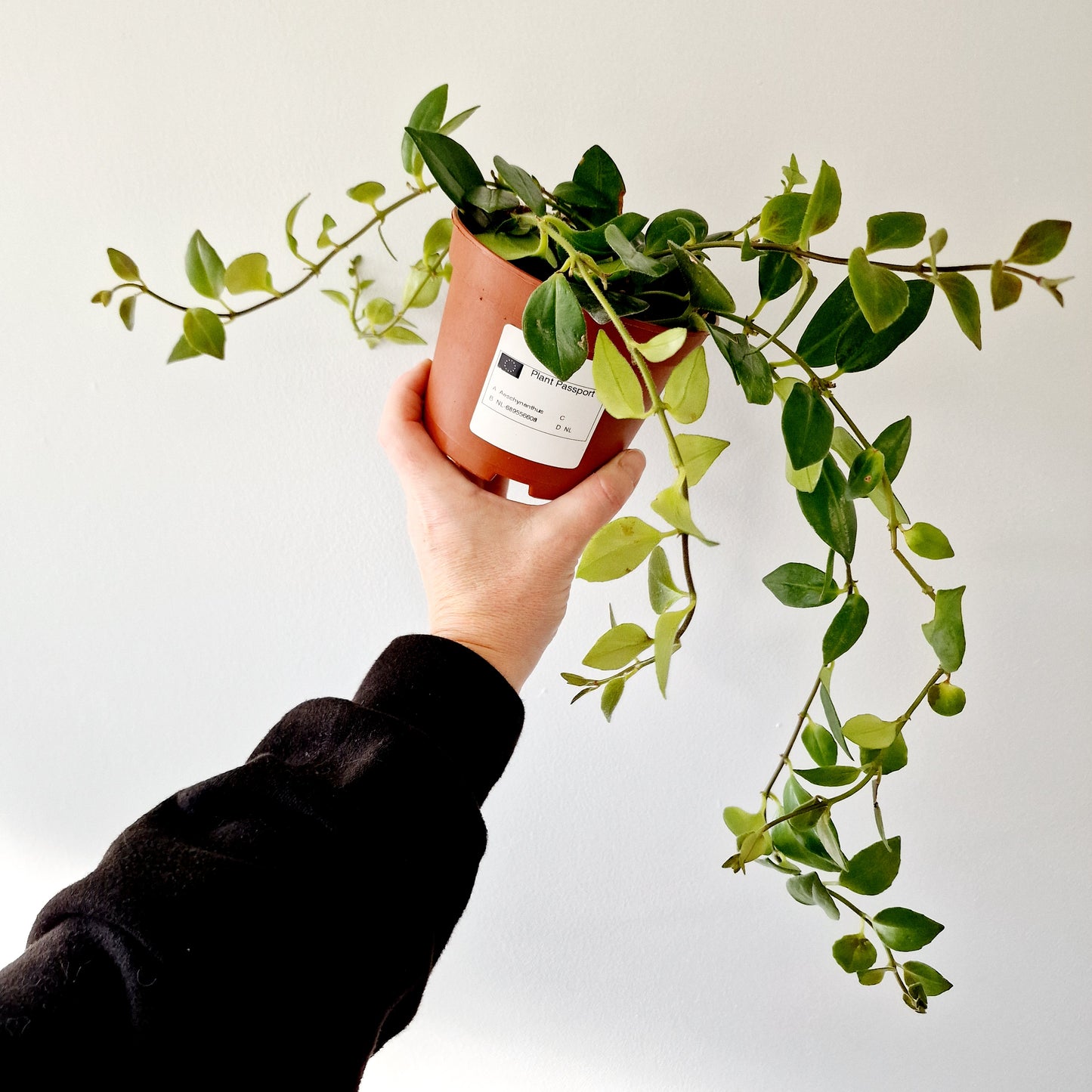 Aeschynanthus Marmoratus Houseplant 12cm hanging pot