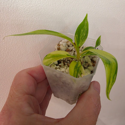 Philodendron Florida Beauty x Bob Cee Variegated – Exact Plant #4