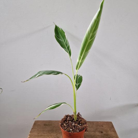 Musa Florida Rare Houseplant approx 40cm tall 10.5cm pot (2)