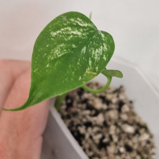 Monstera Devil Fully Acclimatised - see description before purchasing