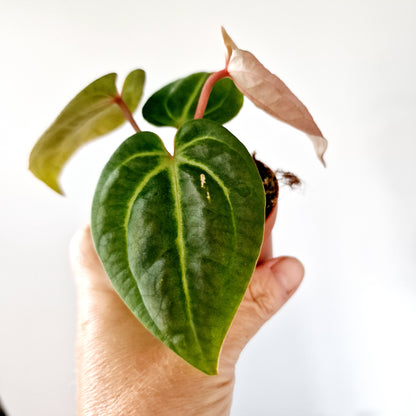 Anthurium Besseae aff x Zara x Michelle Houseplant 9cm pot (1)