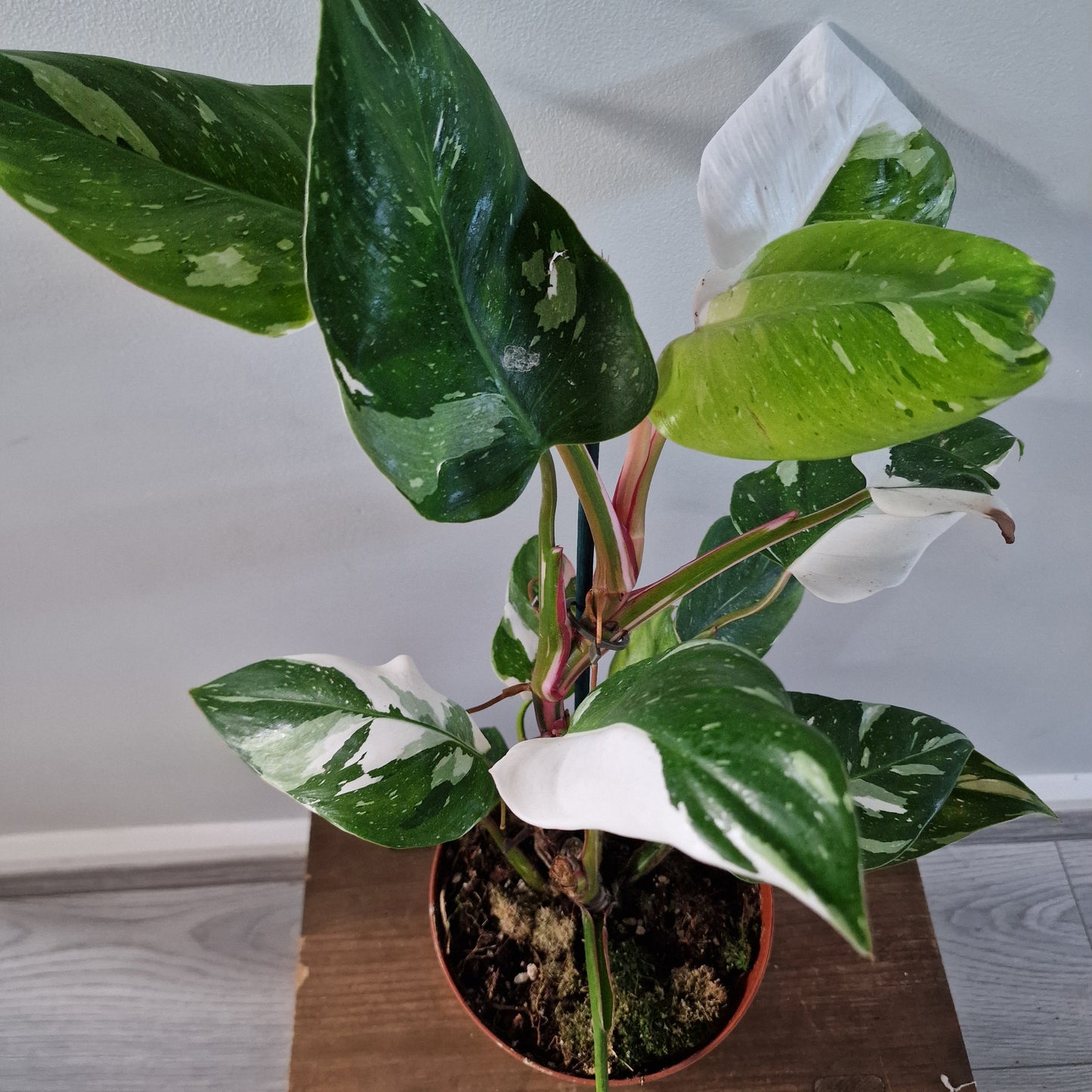 Philodendron Fresh Aurea Rare Houseplant 17cm pot