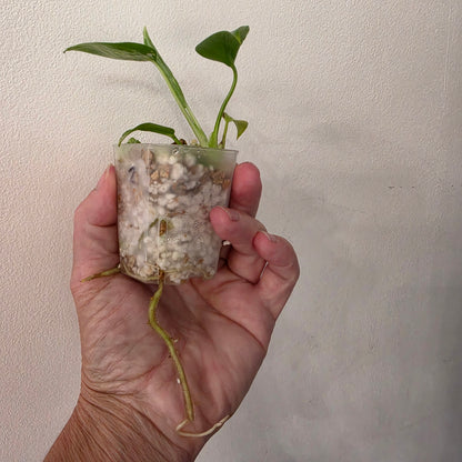 Monstera Bulbasaur – Fully Acclimatised | Exact Plant #2