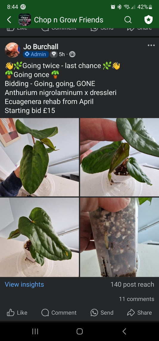 Sunday sale - Daniel - Anthurium