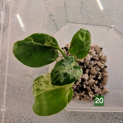 Monstera Bulbasaur – Choose Your Exact Plant (Acclimatising TC Batch) see description