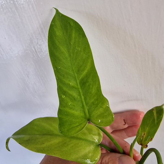 Philodendron Bipennifolium reverted Top Cutting rooted in Water