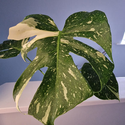 Monstera Thai Constellation Houseplant 12cm pot (2)