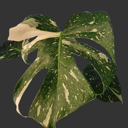 Monstera Thai Constellation Houseplant 12cm pot (2)