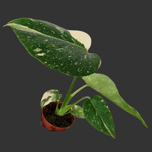 Monstera Thai Constellation – 6cm Pot (#4)