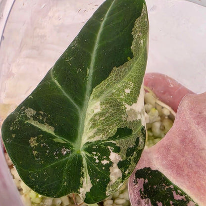 Alocasia Black Vevet Pink Variegata Tissue Culture 🌸 see description