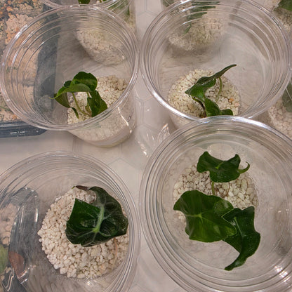 Alocasia Venom – Chosen at Random - See Description