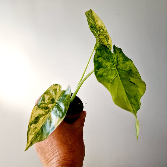 Alocasia Odora Yellow Variegated Houseplant 7cm pot (3)