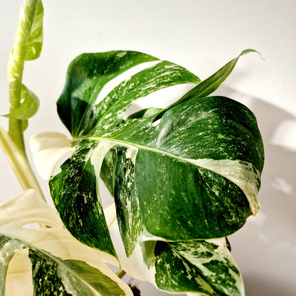 Monstera Albo Super White Houseplant 15cm pot (1)