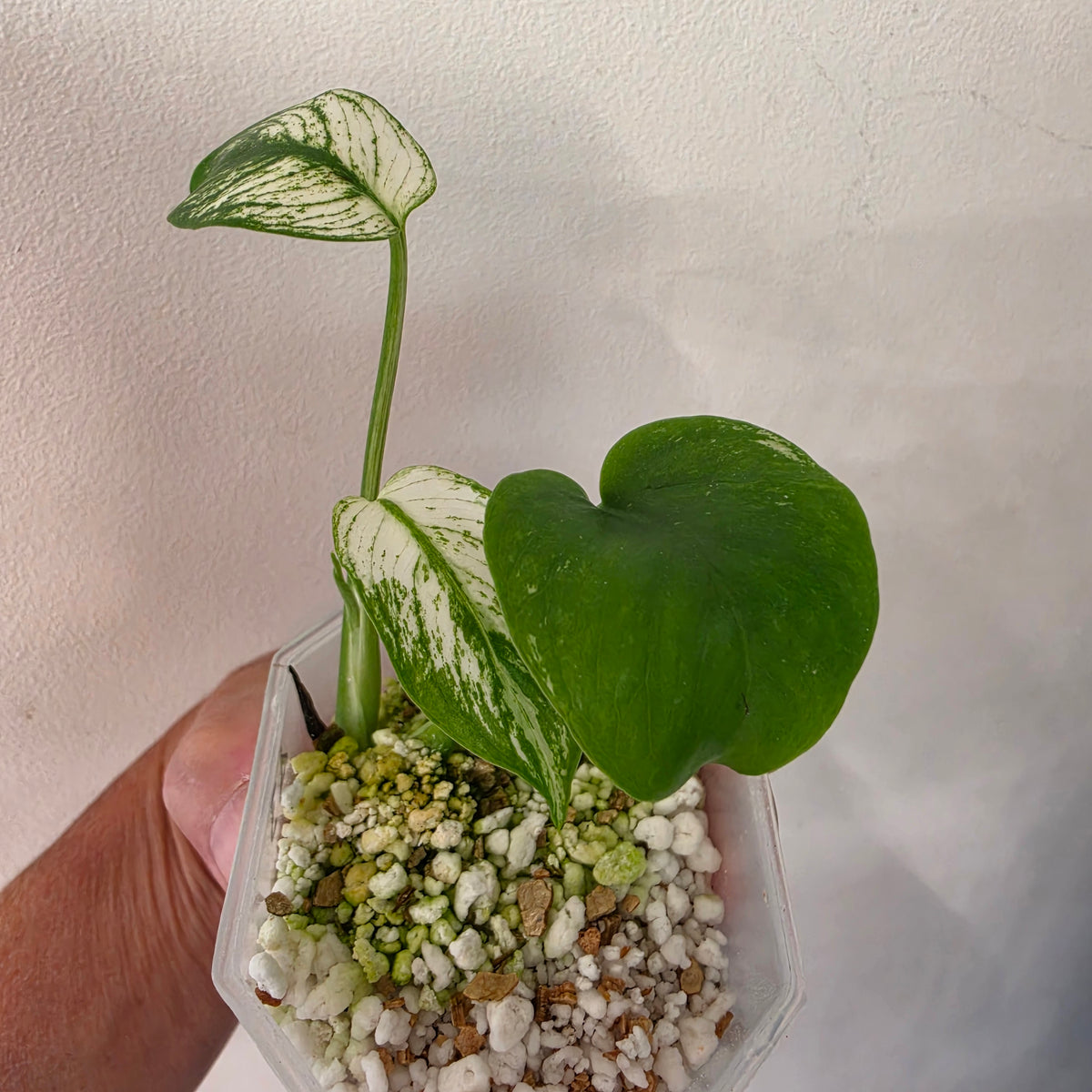Monstera Devil Monster – Highly Variegated – Exact Plant A3 – See Description