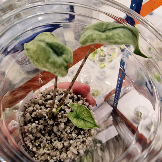 Alocasia Zebrina Mint Variegated – Exact Plant (1)