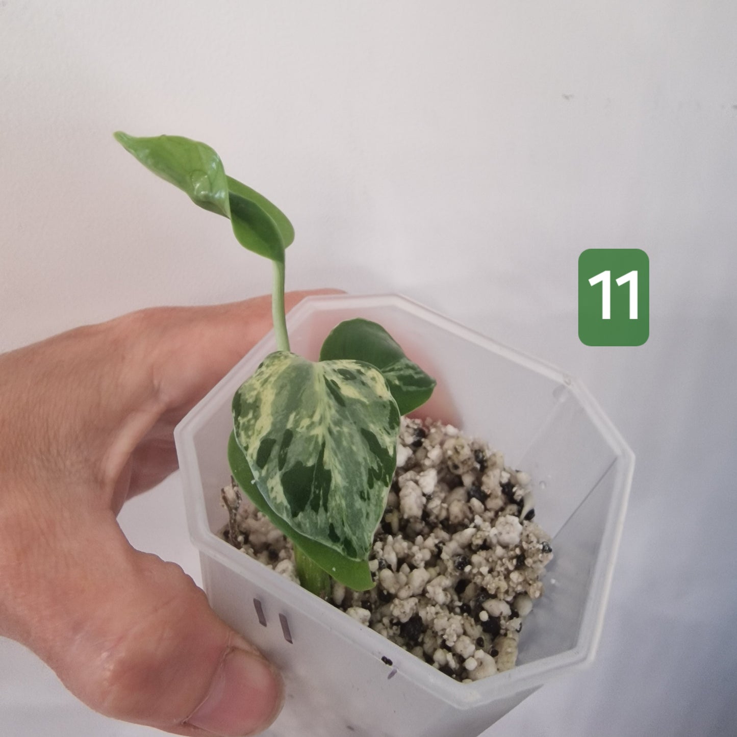 Monstera Bulbasaur – Choose Your Exact Plant see description