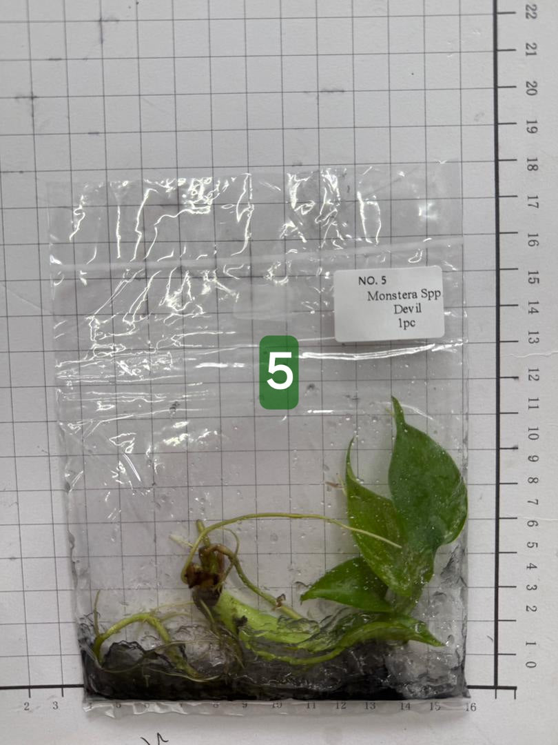 Choose your own Monstera Devil Tissue Culture Plantlet Pre-Order - see description
