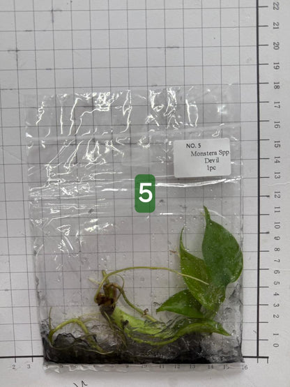Choose your own Monstera Devil Tissue Culture Plantlet Pre-Order - see description