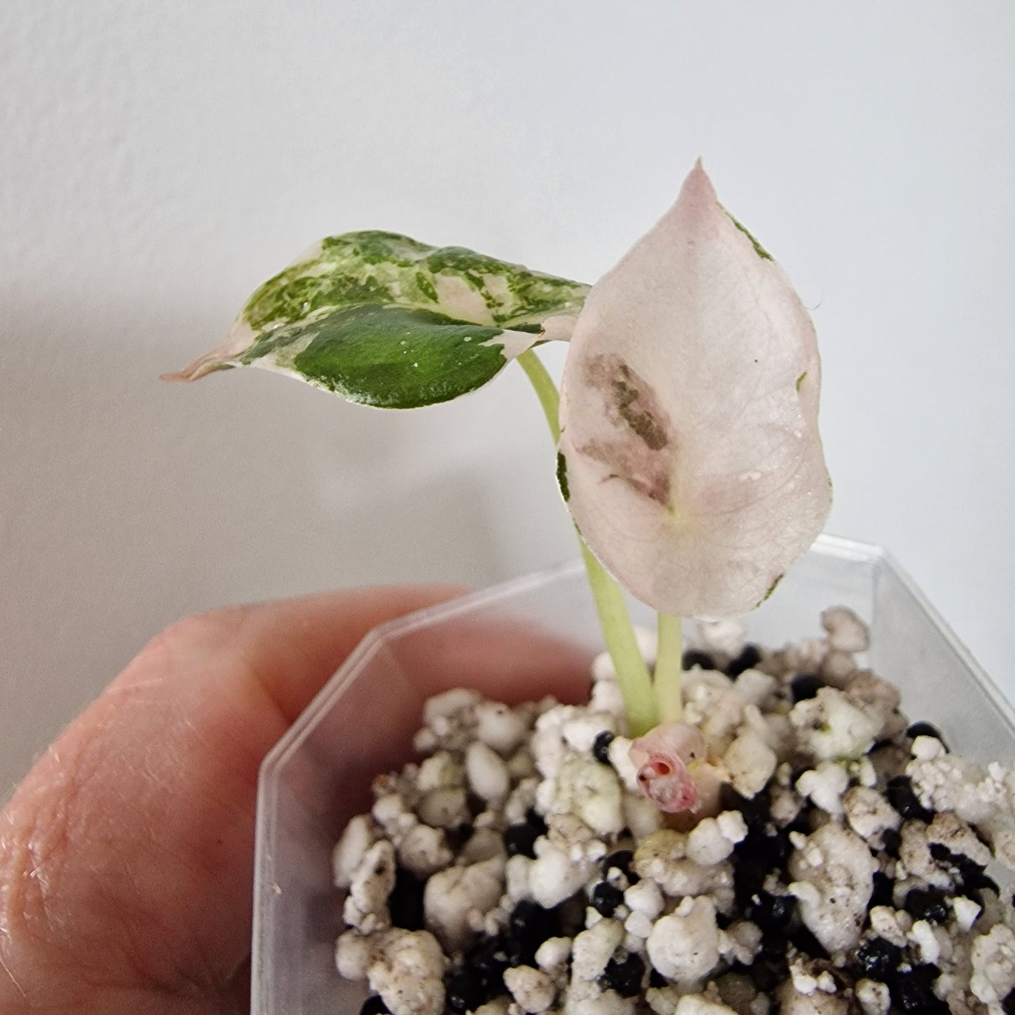 Alocasia Cuprea ‘Nom Yen’ Variegated – Tissue Culture Plant (#1)