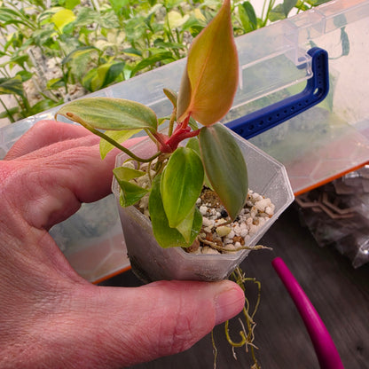 Philodendron Billietiae Croat Pastazanum Silver