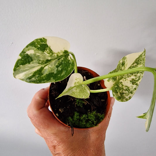 Monstera Thai Constellation Rare Houseplant 8cm pot (3)
