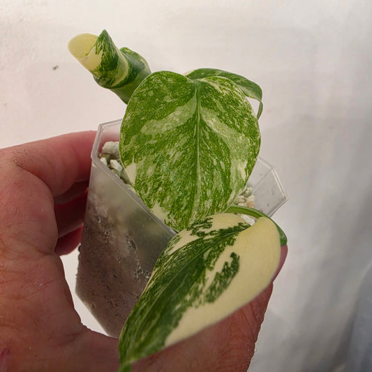 Monstera Crème Brûlée – Exact Plant No. 8 - See Description