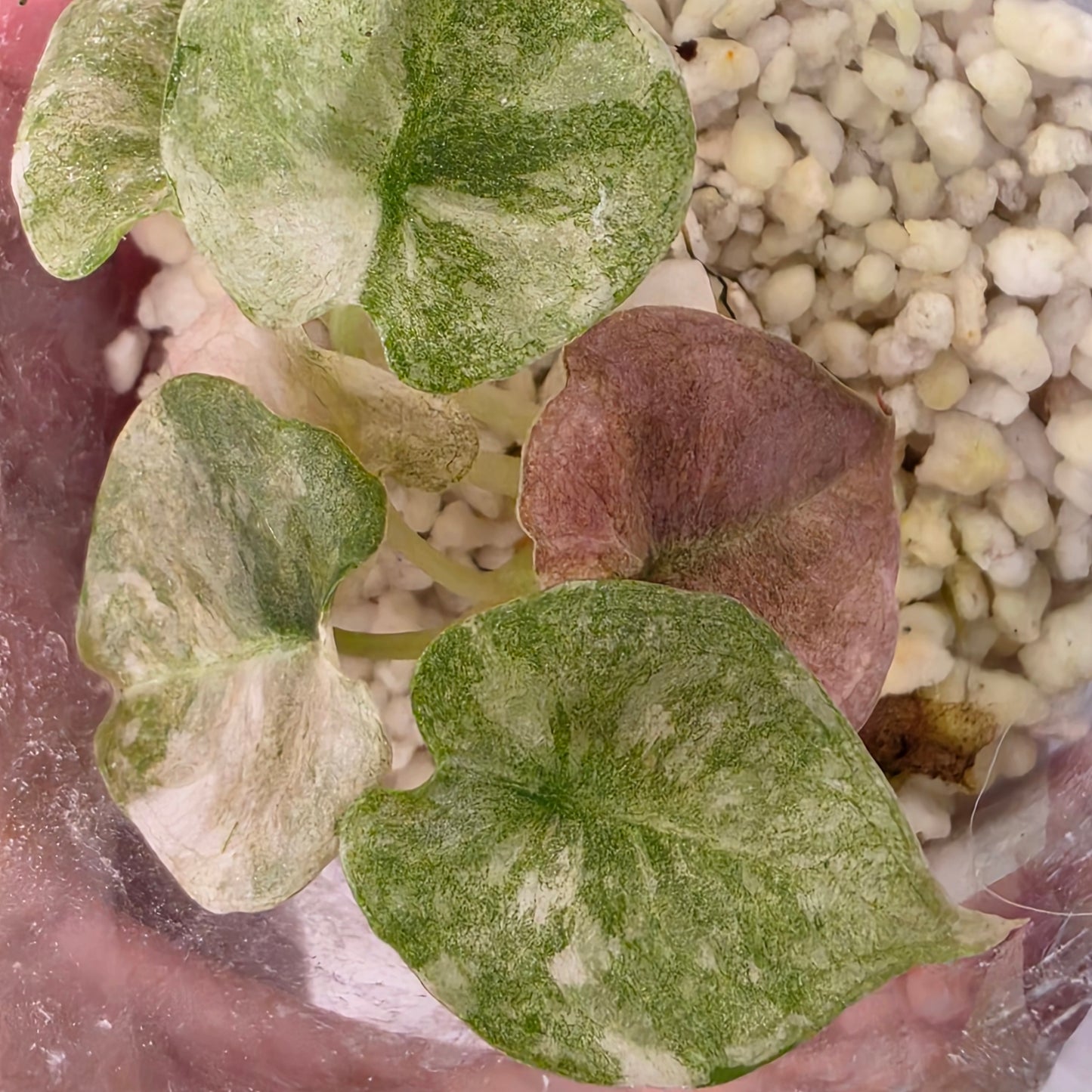 Alocasia Cuprea Pink Spot Tissue Culture 🌸 see description