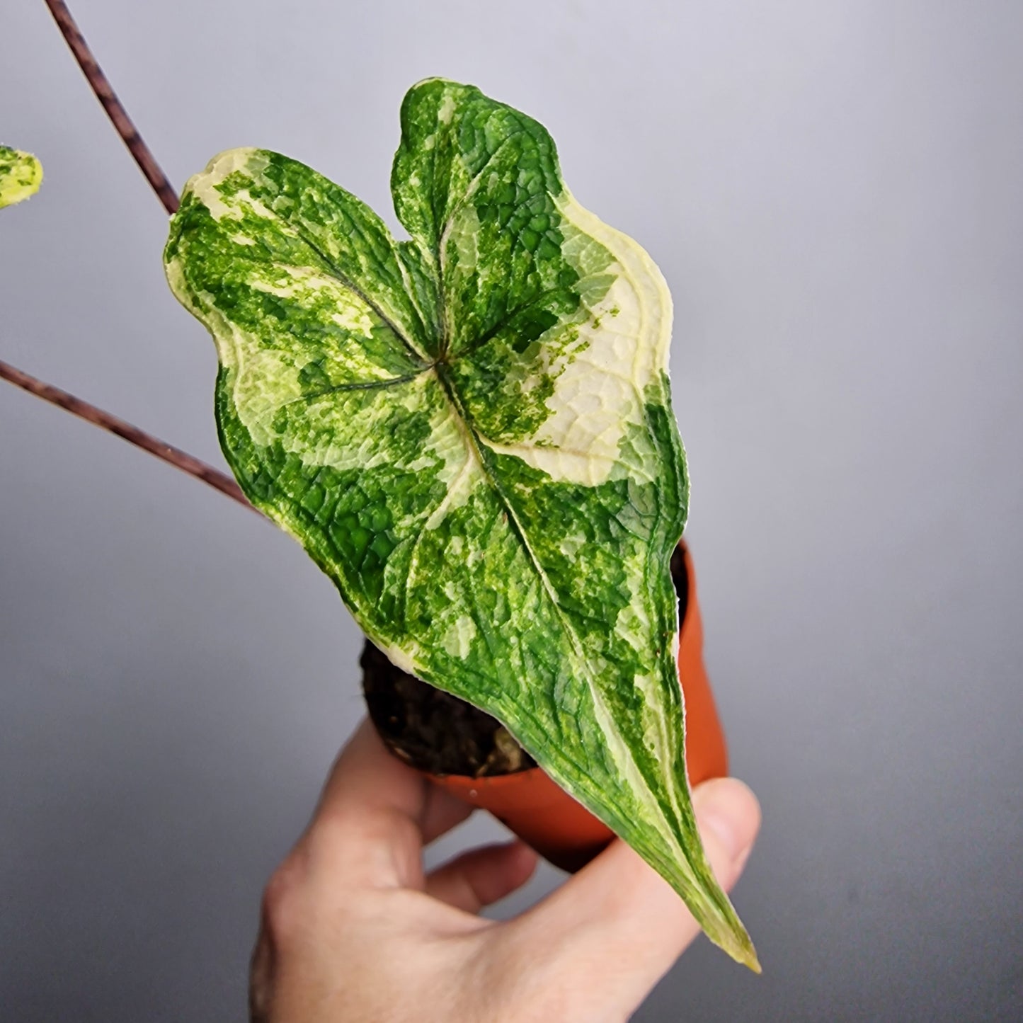 Alocasia Jacklyn Variegata – 7 cm - Exact Plant - Pot (#2)