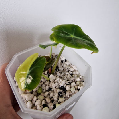 Alocasia Suhirmaniana Aurea Variegation – Exact Plant (2)