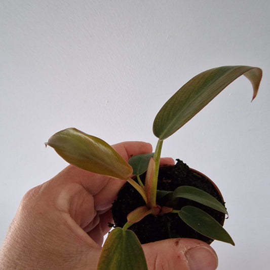 Philodendron Florida Bronze Rare Houseplant 6cm pot
