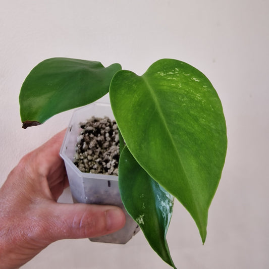 Monstera Devil – Acclimatised TC - Exact Plant (1)