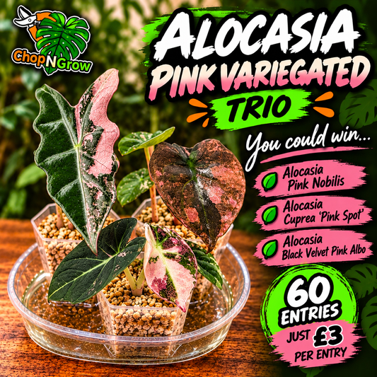 Pink Alocasia Bundle - SEE DESCRIPTION!