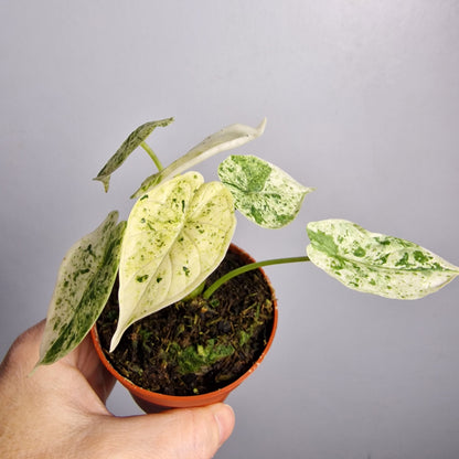 Alocasia Dragon Scale Variegata – 7 cm Pot - Exact Plant (#4)